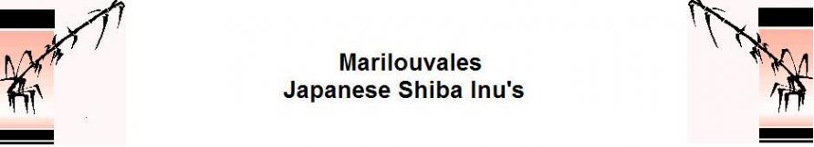 japaneseshibainu.co.uk Home Page