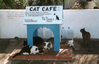 First ever Twinkle cat caf&eacute;. Designed, built and installed in 1997 by Andrew Storey.