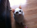 Can you offer Chica a loving home.