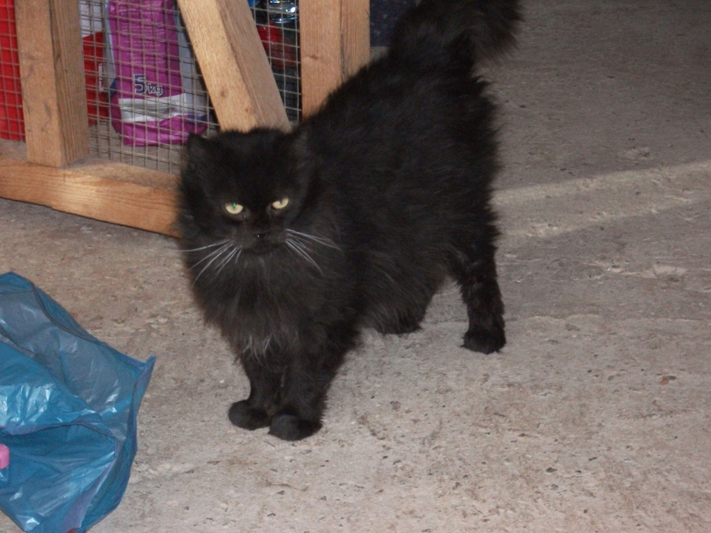 Columbo - Now called Miguel