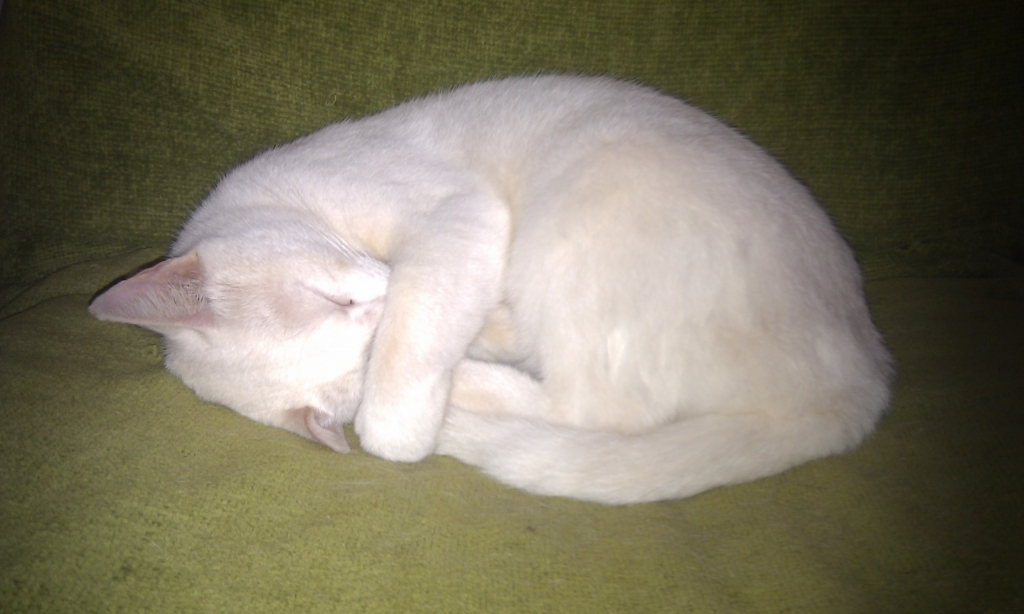 Chica-jet lagged.