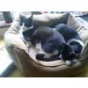 Pookey and Ida - Pookey given a wonderful new home by Fiona and David and Ida was lucky to find love with Diane and David.
