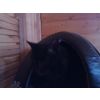 Carmen -would love a new home - can you help. Contact Jenny on 0044-7958990471