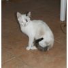 Sheera - Female