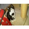 Frankie - HOMED - AWAITING CONTRACT