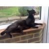 Icle - This adorable boy and his brother(Swiper) were been given a wonderful new home by Franchesca and Aden. Its so great Google has a loving home and a magical garden to explore every day.
