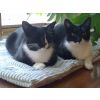 Nippy and Zippy - Now called Orkey and Zippy. Loved loads and kissed often.