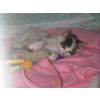 Toby sibling to Topsy and Amelia. Toby is still looking for a new home.