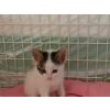 Toby "NOW IN HIS NEW HOME"
