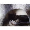 Sooty - Still shy but getting better every day, thanks to Josie and David, who are the perfect Mum and Dad.