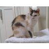 Cybil- Got a great home in 2011