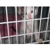 Amelia -"NOW IN HER NEW HOME"