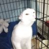 Ollie - now in his new home January 2012.
