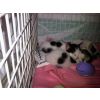 Tobey,Topsey and Amelia have all found loving homes.Thank you to all those that helped to make this happen. Feb 2012.