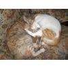 Marble and Harriet, in thier wonderful home, thank to David and Jeanee