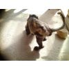 Columbo (Back view). UPDATE - columbo has a home to go to in the new year.
