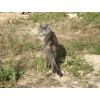 Delila -would love a new home - can you help. Contact Jenny on 0044-7958990471