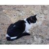 Felix - would love a new home - can you help. Contact Jenny on 0044-7958990471