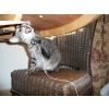 Foofey -He had lived for many years as an outside straycat but thanks Jeannie and David he now knows what it's like to be loved and wanted.