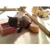 Columbo - Male Age approx. 1 year. UPDATE - I am now reserved for my new home xx