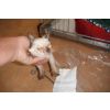 Rosemary - Has 1 sponsor x