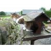 Hero -this young guy, was just 6 weeks old when he was found by a little boy. He was very sick and we were told his mother had been killed. Now he has a loving new family and home thanks to Lorna.