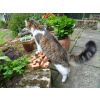 Hero - exploring his new garden.
