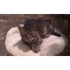 Mildred,Female, approx 3 years old.