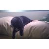 Lotty - Will never want for anything again, except a hearing aid. Came to the UK June 2011