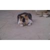 Puzzels - its my ball and you can't have it.