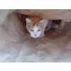 Jimmy - (almost idendical to brother Ian) would love a new home - can you help. Contact Jenny on 0044-7958990471 Ian and Jimmy have 1 sponsor each.