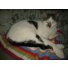 Little homed in 2011
