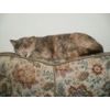Marble has found peace and a home at last with her sister Harriet. June 2011