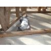 Maurice and Lilly need a home together.