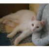 PeeWee UPDATE PeeWee has a home waiting for him. xx