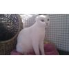 Olivia (previously named Herminie)