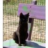 Pablo - Now in his new home, loving his new Mum, Dad and cat family,hopefully one day he will feel better.