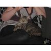 Molly now knows what its like to have a home full of love and cuddles, thanks to Gemma &amp; Tom.