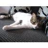 Piggy was just a tiny kitten when she was thrown over someones garden wall !  Orphaned and in shock we took her in. Now she lives with Molly in her new home with Gemma and Tom.