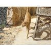 Adam,1 Sponsor.He is so full of love and fun. Recently his brother and sister died, Adam has been blood tested for feline aids and FeLV and has a clean bill of health.Please sponsor him