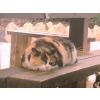 Soppy - has 1 sponsor.