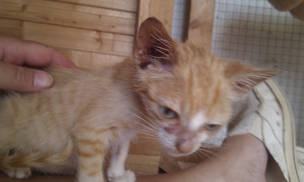 Titch - an orphaned sick kitten.