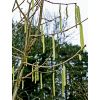 Catkins in Drews Pond Woods