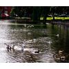 Crammer Pond on the Green. This natural spring fed lake has provided water for 1000s of years including Roman settlements around the Green, Pans Lane and Nursteed road, Devizes.
