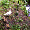 Drew's Pond  geese