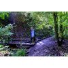 Autumnal walk on circuit walk in Drews Pond woods