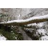Snow covered log in Drew's Pond woods