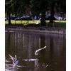 Crammer Pond on the Green. This natural spring fed lake has provided water for 1000s of years including Roman settlements around the Green, Pans Lane and Nursteed road, Devizes.