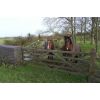 Horses near the Kennet and Avon Canal near Seend.