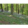 Bluebells in Drew's Pond woods